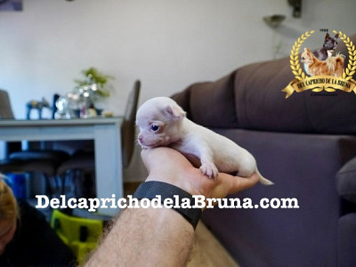 Chihuahua hembra blanca súper pequeña